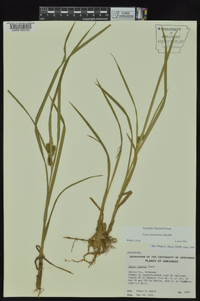 Carex aureolensis image