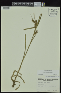 Carex aureolensis image