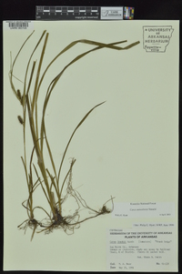 Carex aureolensis image