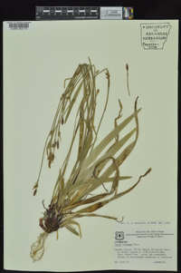 Carex careyana image