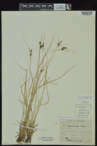 Carex caroliniana image