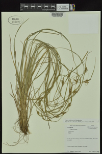 Carex bulbostylis image