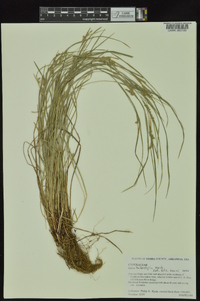 Carex bulbostylis image