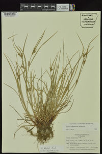 Carex bulbostylis image