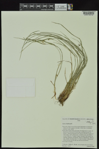 Carex bulbostylis image