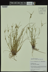 Carex bulbostylis image