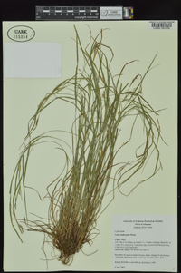 Carex bulbostylis image