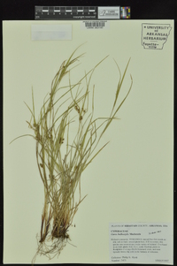 Carex bulbostylis image