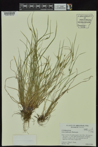 Carex bulbostylis image