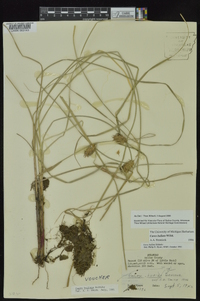 Carex bullata image