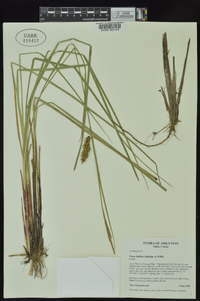 Carex bullata image