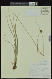 Carex bushii image