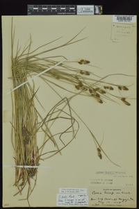 Carex bushii image