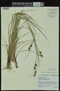 Carex bushii image