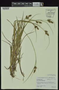 Carex bushii image