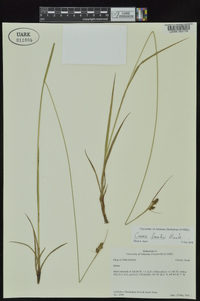 Carex bushii image