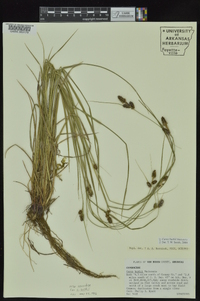 Carex bushii image