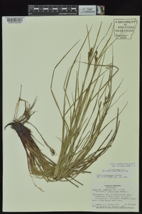 Carex caroliniana image