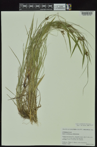 Carex caroliniana image