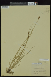 Carex caroliniana image