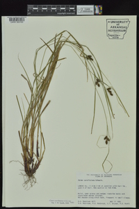 Carex caroliniana image