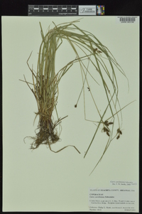 Carex caroliniana image