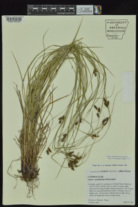 Carex caroliniana image