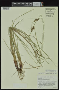 Carex caroliniana image