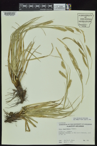 Carex cherokeensis image