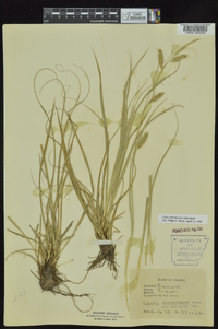 Carex cherokeensis image