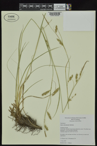 Carex cherokeensis image