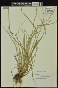 Carex cherokeensis image