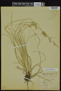 Carex cherokeensis image