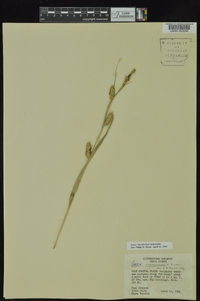 Carex cherokeensis image