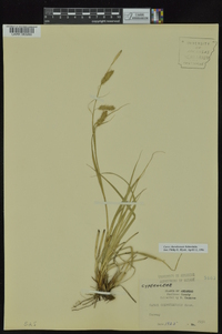 Carex cherokeensis image