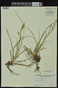 Carex cherokeensis image