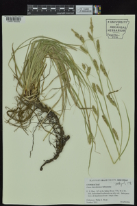 Carex cherokeensis image