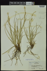 Carex cherokeensis image