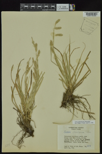 Carex cherokeensis image