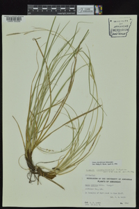 Carex cherokeensis image