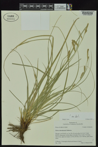 Carex cherokeensis image