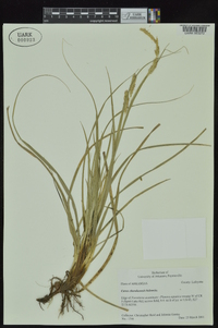 Carex cherokeensis image