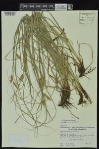 Carex cherokeensis image