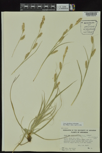 Carex cherokeensis image