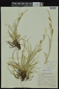 Carex cherokeensis image