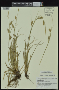 Carex cherokeensis image