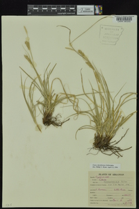 Carex cherokeensis image