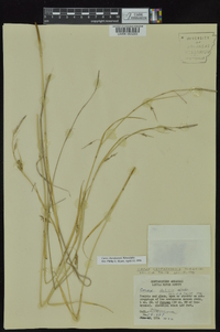 Carex cherokeensis image