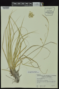 Carex cherokeensis image