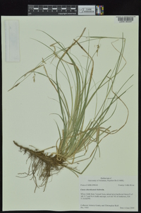 Carex cherokeensis image